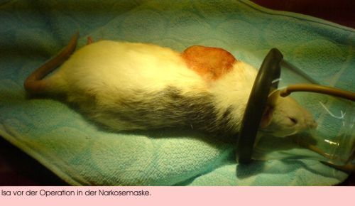 Patient Isa
